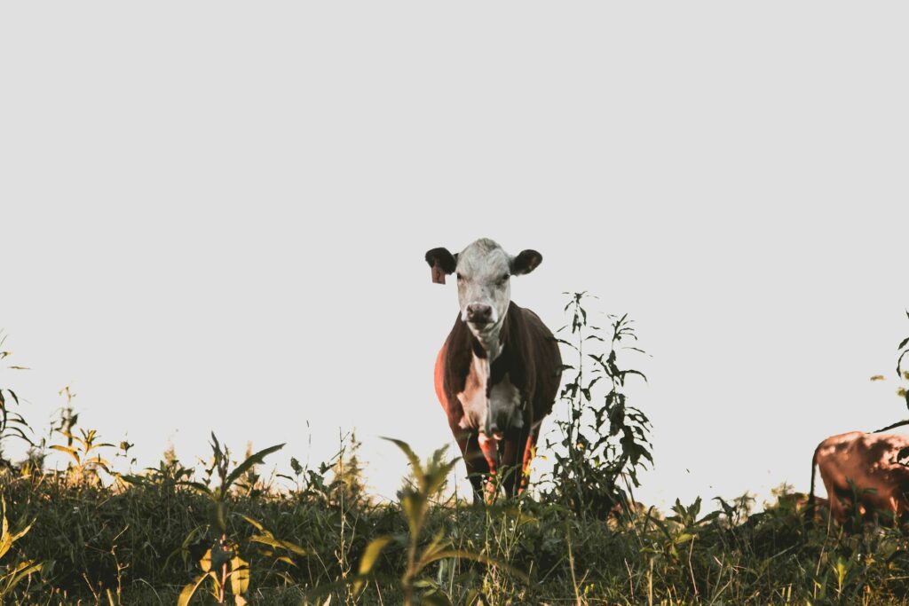 Cattle Report 2025